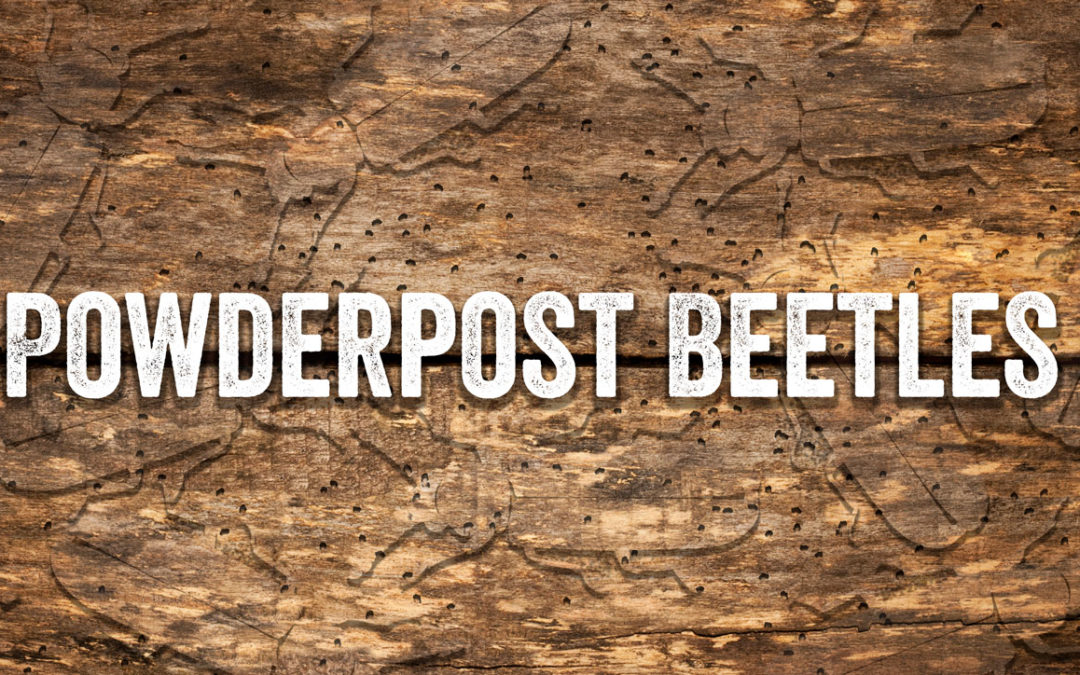 Powderpost Beetles? The Importance to Guard Against it